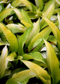 Hosta 'Paradise Island'